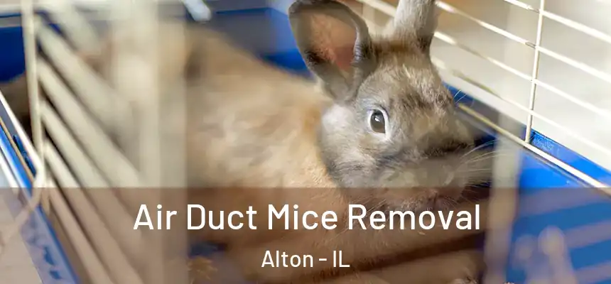  Air Duct Mice Removal Alton - IL